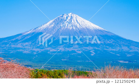 秋の富士山 秋の富士山 121250245