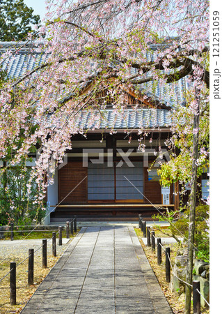 上品蓮台寺　美しい枝垂れ桜（京都府京都市北区） 121251059