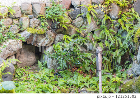秋の京都　西陣興聖寺　降り蹲踞 121251302