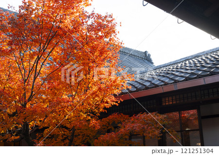 秋の京都 西陣興聖寺 紅葉に包まれた降り蹲踞 秋の京都 西陣興聖寺 紅葉に包まれた降り蹲踞 121251304