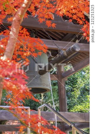 秋の京都　西陣興聖寺　紅葉に包まれた鐘楼 121251325