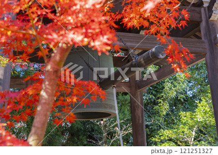 秋の京都　西陣興聖寺　紅葉に包まれた鐘楼 121251327