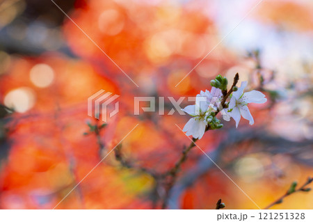 秋の京都　西陣興聖寺　真っ赤なモミジと寒桜 121251328