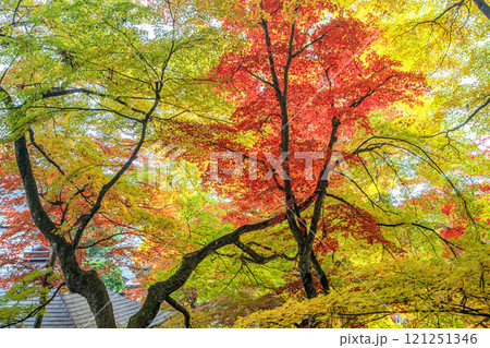 秋の珍蔵寺 秋の珍蔵寺 121251346