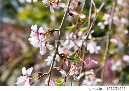 上品蓮台寺 美しい枝垂れ桜(京都府京都市北区) 上品蓮台寺 美しい枝垂れ桜(京都府京都市北区) 121251425