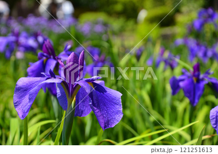 大阪 城北菖蒲園の花菖蒲 大阪 城北菖蒲園の花菖蒲 121251613