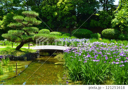 大阪　花菖蒲が咲き誇る城北菖蒲園の風景 121251618