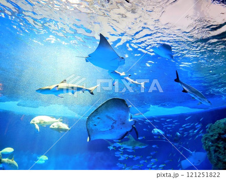 須磨シーワールド 水槽を優雅に泳ぐエイと魚群 トロピカルライフ 須磨シーワールド 水槽を優雅に泳ぐエイと魚群 トロピカルライフ 121251822
