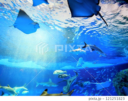 須磨シーワールド 水槽を優雅に泳ぐエイと魚群 トロピカルライフ 須磨シーワールド 水槽を優雅に泳ぐエイと魚群 トロピカルライフ 121251823
