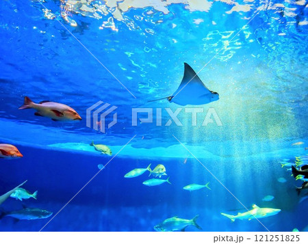 須磨シーワールド 水槽を優雅に泳ぐエイと魚群 トロピカルライフ 須磨シーワールド 水槽を優雅に泳ぐエイと魚群 トロピカルライフ 121251825