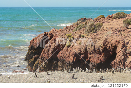 Magellanic penguin rookery on the coast of Patagonia, Argentina. 121252179