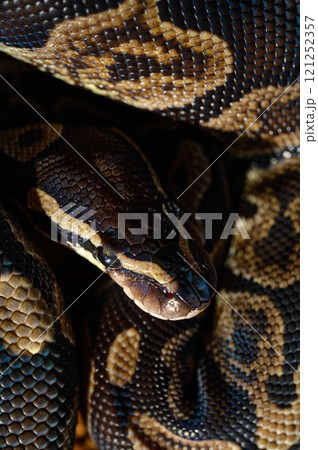 とぐろを巻くヘビ とぐろを巻くヘビ 121252357