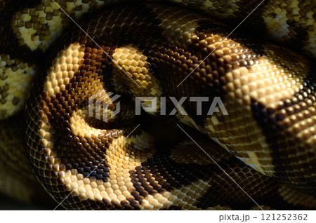 とぐろを巻くヘビ 121252362
