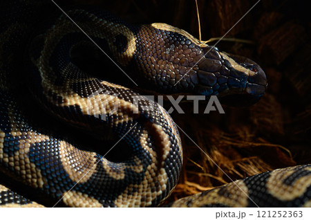 とぐろを巻くヘビ 121252363