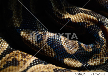 とぐろを巻くヘビ 121252364