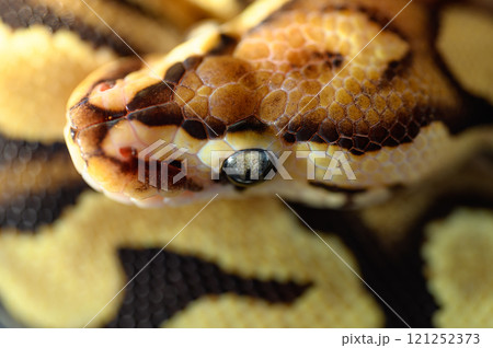 とぐろを巻くヘビ とぐろを巻くヘビ 121252373