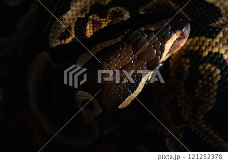 とぐろを巻くヘビ 121252378