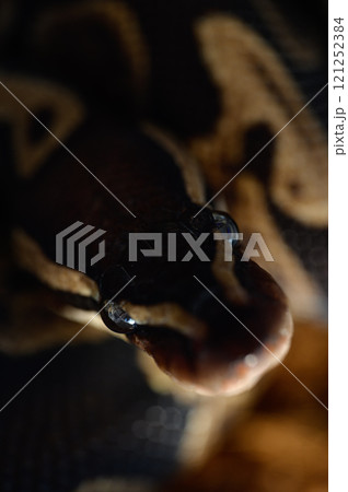 とぐろを巻くヘビ 121252384