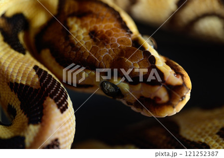 とぐろを巻くヘビ とぐろを巻くヘビ 121252387
