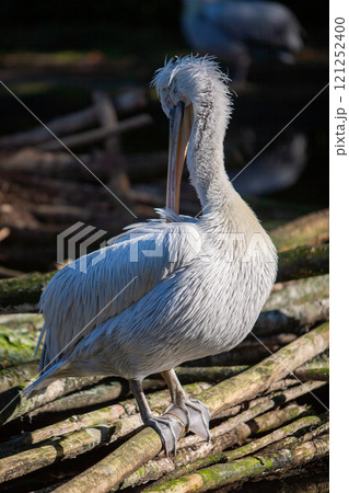 A Majestic Pelican Gently Preening Itself While Resting in Its Natural Habitat by the Pond A Majestic Pelican Gently Preening Itself While Resting in Its Natural Habitat by the Pond 121252400