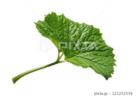 Full green leaf foliage on isolate 121252539