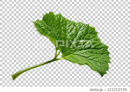 Full green leaf foliage on isolate 121252539