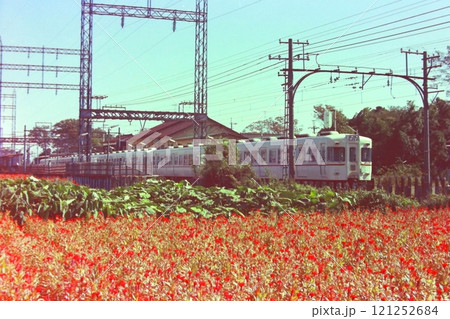 満開のお花畑越と京王5000系5860~5710の6両、武蔵野台駅、1976年10月29日 満開のお花畑越と京王5000系5860~5710の6両、武蔵野台駅、1976年10月29日 121252684