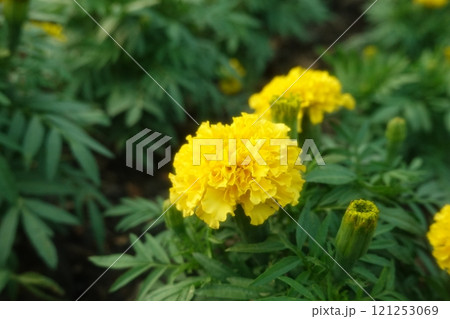 Marigold flowers in the garden. Marigold is a genus of flowering plants Marigold flowers in the garden. Marigold is a genus of flowering plants 121253069