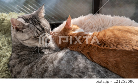 窓辺でくつろぐ二匹の猫 121253090