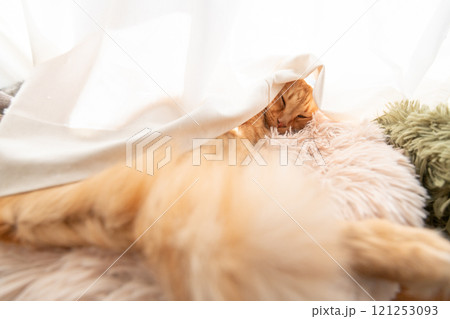 カーテンに包まって眠る猫 茶トラ猫 カーテンに包まって眠る猫 茶トラ猫 121253093