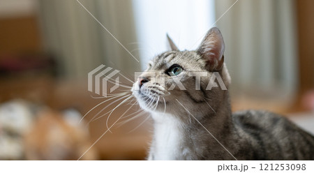 見つめる猫　サバトラ猫 121253098