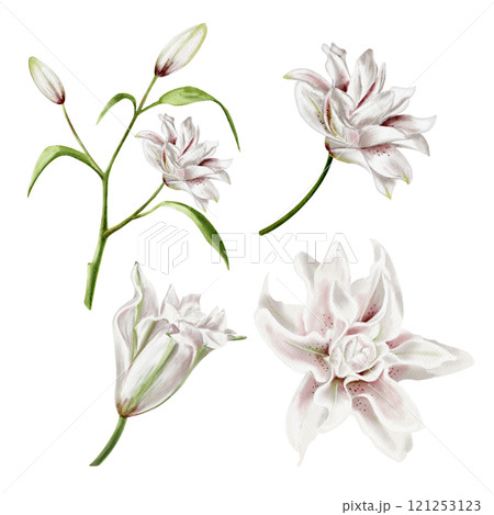 Lily and daylily. Set of pink delicate inflorescences. There are many buds on a long stem. White lilies. Watercolor illustration. Set of drawings. No background. 121253123