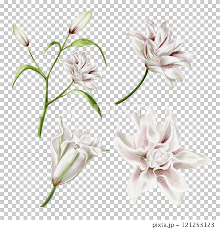 Lily and daylily. Set of pink delicate inflorescences. There are many buds on a long stem. White lilies. Watercolor illustration. Set of drawings. No background. 121253123