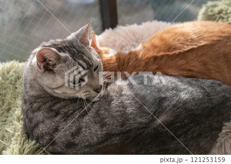 窓辺でくつろぐ二匹の猫 窓辺でくつろぐ二匹の猫 121253159