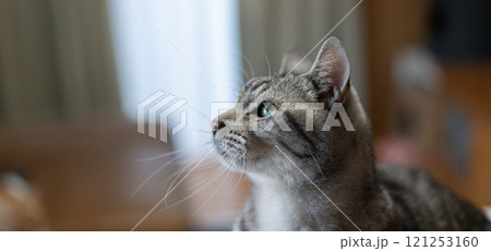見つめる猫　サバトラ猫 121253160