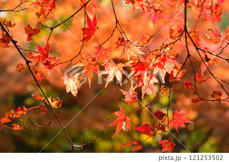 紅葉、モミジ、もみじ 121253502