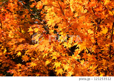 紅葉、モミジ、もみじ 121253512