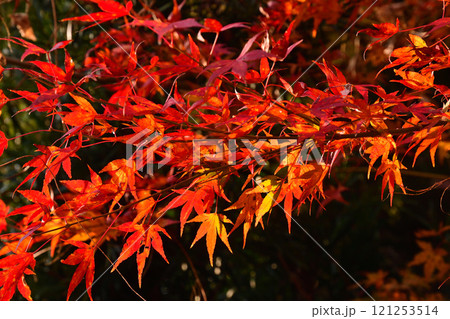 紅葉、モミジ、もみじ 紅葉、モミジ、もみじ 121253514