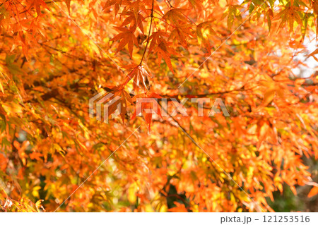 紅葉、モミジ、もみじ 紅葉、モミジ、もみじ 121253516