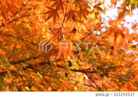 紅葉、モミジ、もみじ 121253517