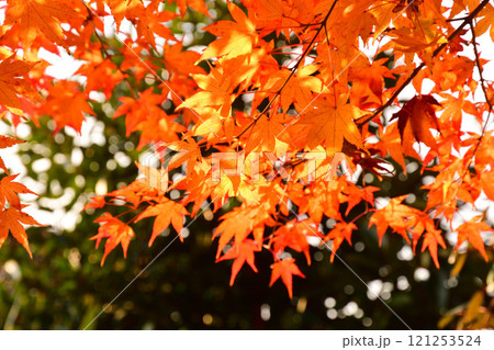 紅葉、モミジ、もみじ 121253524