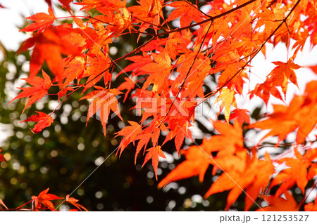 紅葉、モミジ、もみじ 121253527
