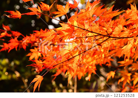 紅葉、モミジ、もみじ 121253528