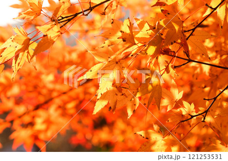 紅葉、モミジ、もみじ 紅葉、モミジ、もみじ 121253531