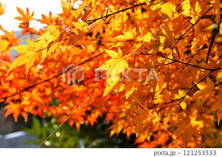 紅葉、モミジ、もみじ 121253533