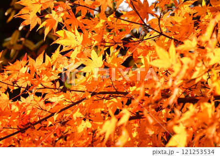 紅葉、モミジ、もみじ 121253534