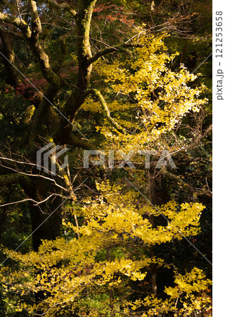 黄色に色づくイチョウ 121253658