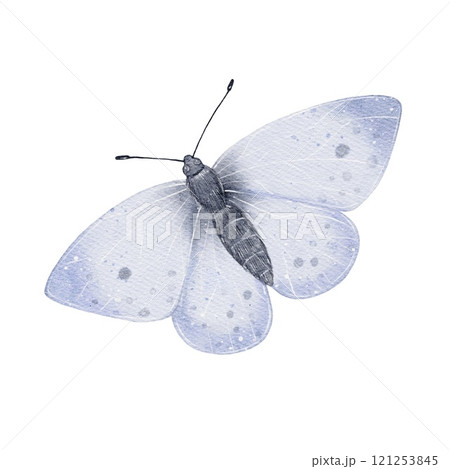 Seamless pattern Watercolor butterfly illustration 121253845