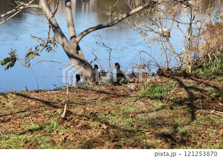 冬の埼玉県蓮田市付近を流れる元荒川の土手の上で休憩するオオバンの群れ 121253870