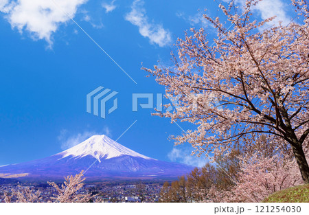桜咲く、新春の富士山 桜咲く、新春の富士山 121254030